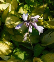 Hosta fortunei 